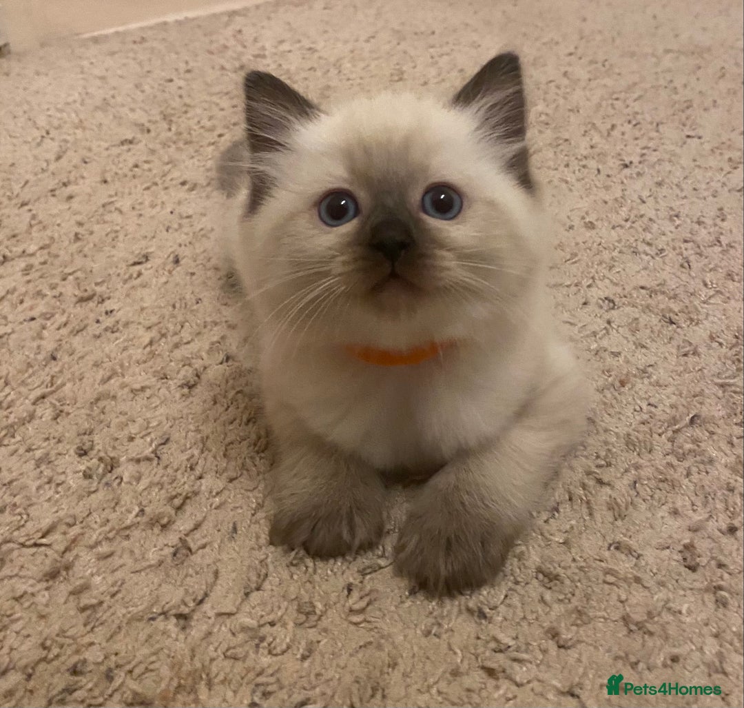 Ragdoll cats for sale: GCCF Seal point and bi colour Ragdoll Kittens - Image 34