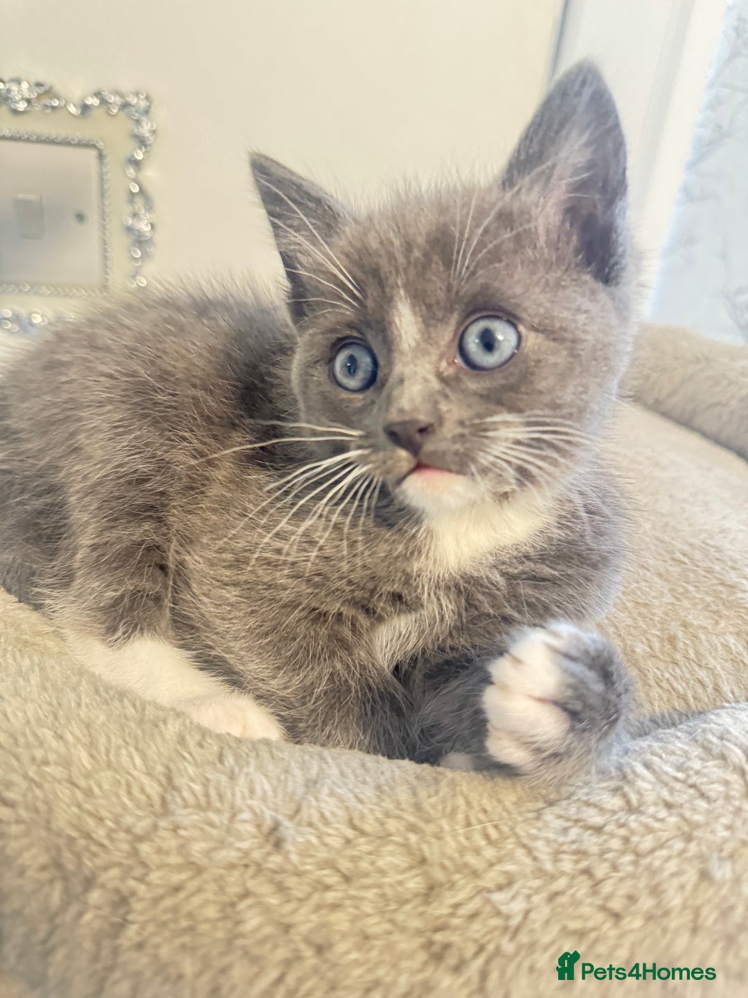 Ragdoll cats for sale: Beautiful Ragdoll Kittens - Advert 18