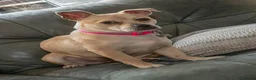 Mixed Breed dogs for adoption: Cute Jamala needs a new home! - Advert 5