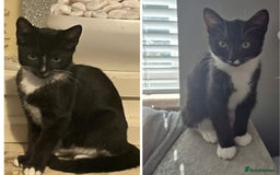 Mixed Breed cats for sale: X2 black and white 10 week old female kittens  - Image 2