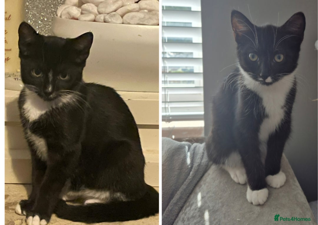 Mixed Breed cats for sale: X2 black and white 10 week old female kittens  - Image 2
