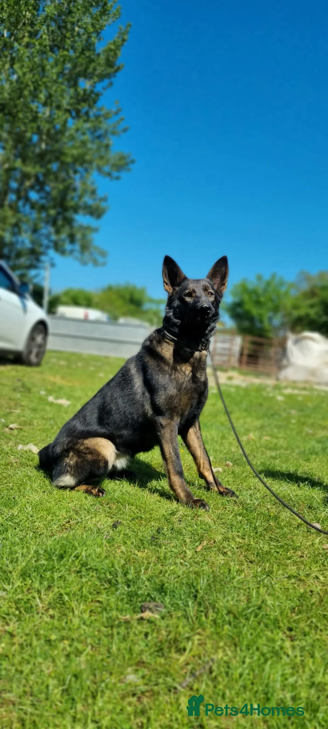 German Shepherd dogs for sale: German shepherd Czech line pups kc registered  - Advert 1