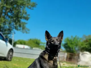 German Shepherd dogs German shepherd Czech line pups kc registered - Advert 3