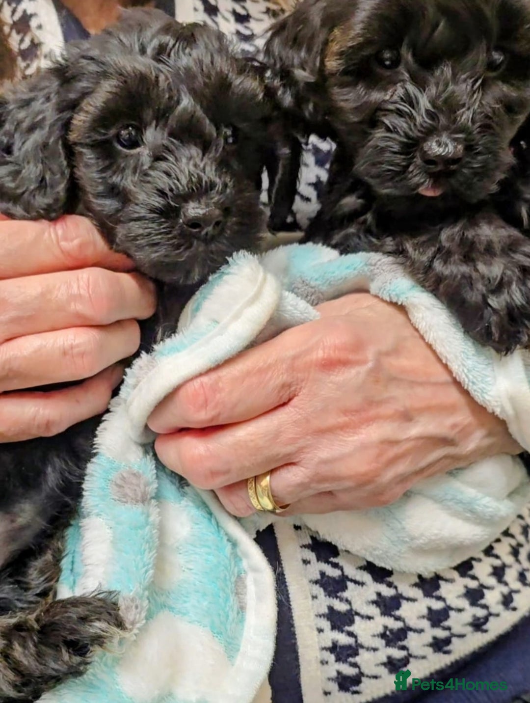 Yorkiepoo dogs for sale: GENUINE F1 YORKIEPOO PUPPIES  - Advert 24