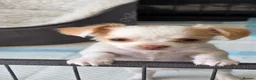 Chihuahua dogs for sale:  **  chihuahuas  in Middlewich - Advert 4