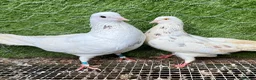 Pigeons birds for sale: Any Pair £65 - Healthy Breeding Pigeons - Advert 27