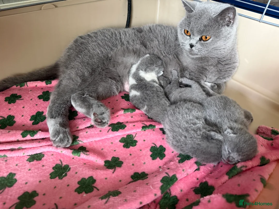 British Shorthair cats for sale: BLUE BRITISH SHORTHAIR QUEEN KITTENS  - Advert 1