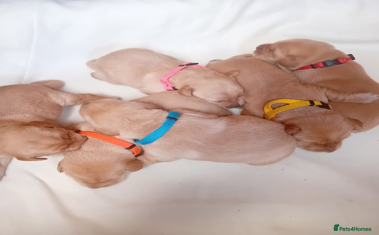 Labrador Retriever dogs - Advert 14