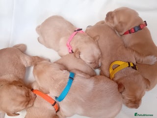 Labrador Retriever dogs - Advert 9