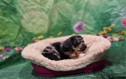 Mixed Breed dogs for sale: Dapple Dachshund mixed breed pups  - Image 9