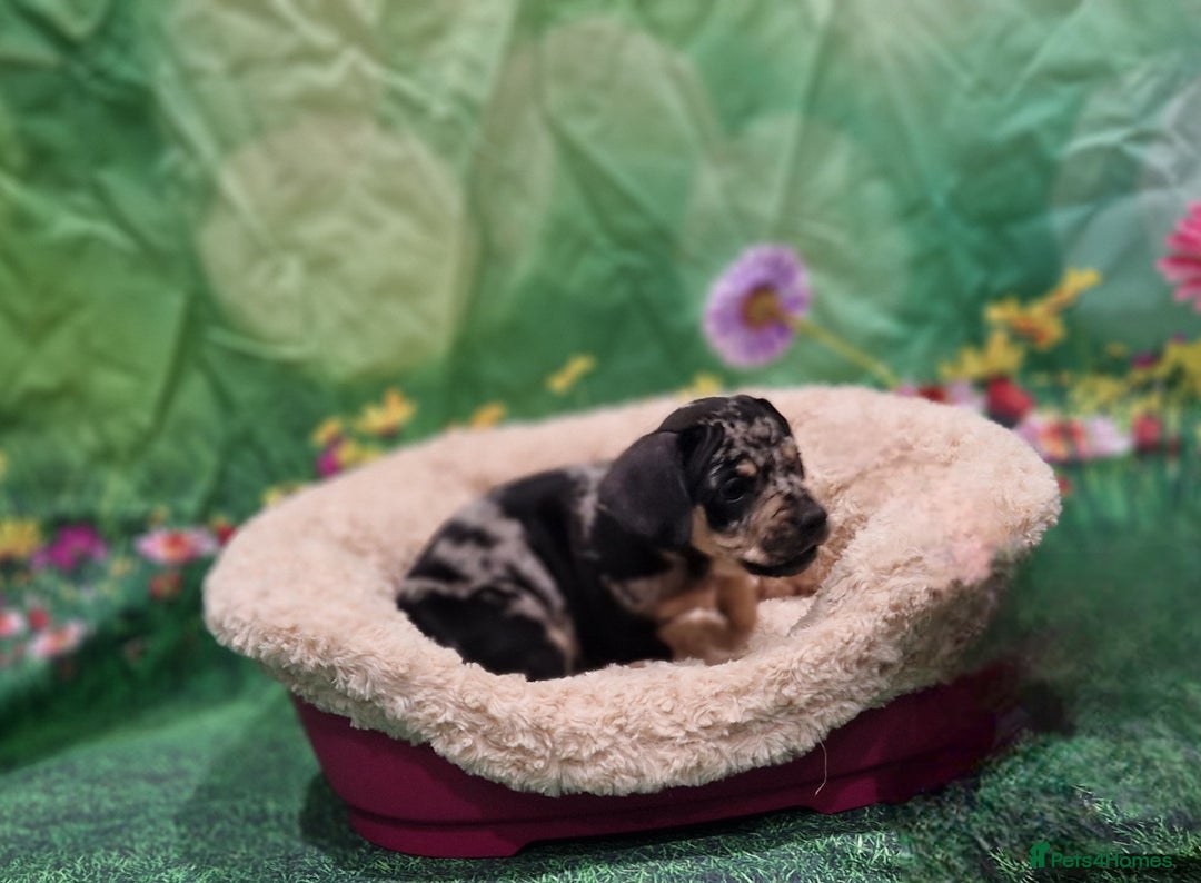 Mixed Breed dogs for sale: Dapple Dachshund mixed breed pups  - Image 9