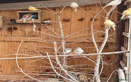 Canaries birds for sale: Canaries for sale - Image 1