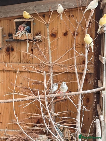 Canaries birds - Advert 1