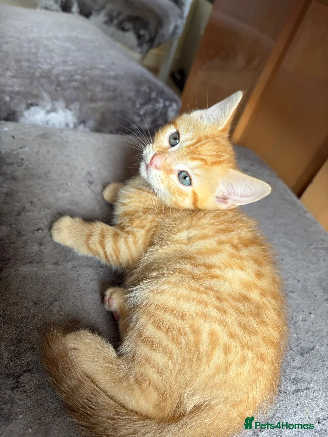 British Shorthair cats for sale: Beautiful ginger striped kittens in Polegate - Advert 9