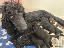 Standard Poodle dogs - Advert 1