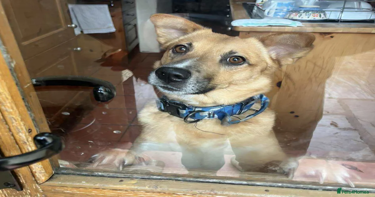 Dogs for adoption | Pets4Homes