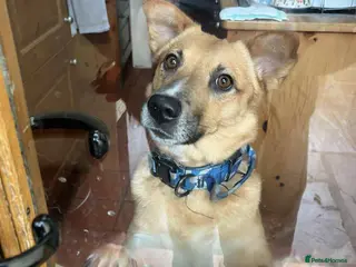 Mixed Breed dogs Beautiful Nala - Advert 1