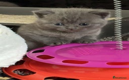 British Shorthair cats for sale: British shorthair  - Image 6