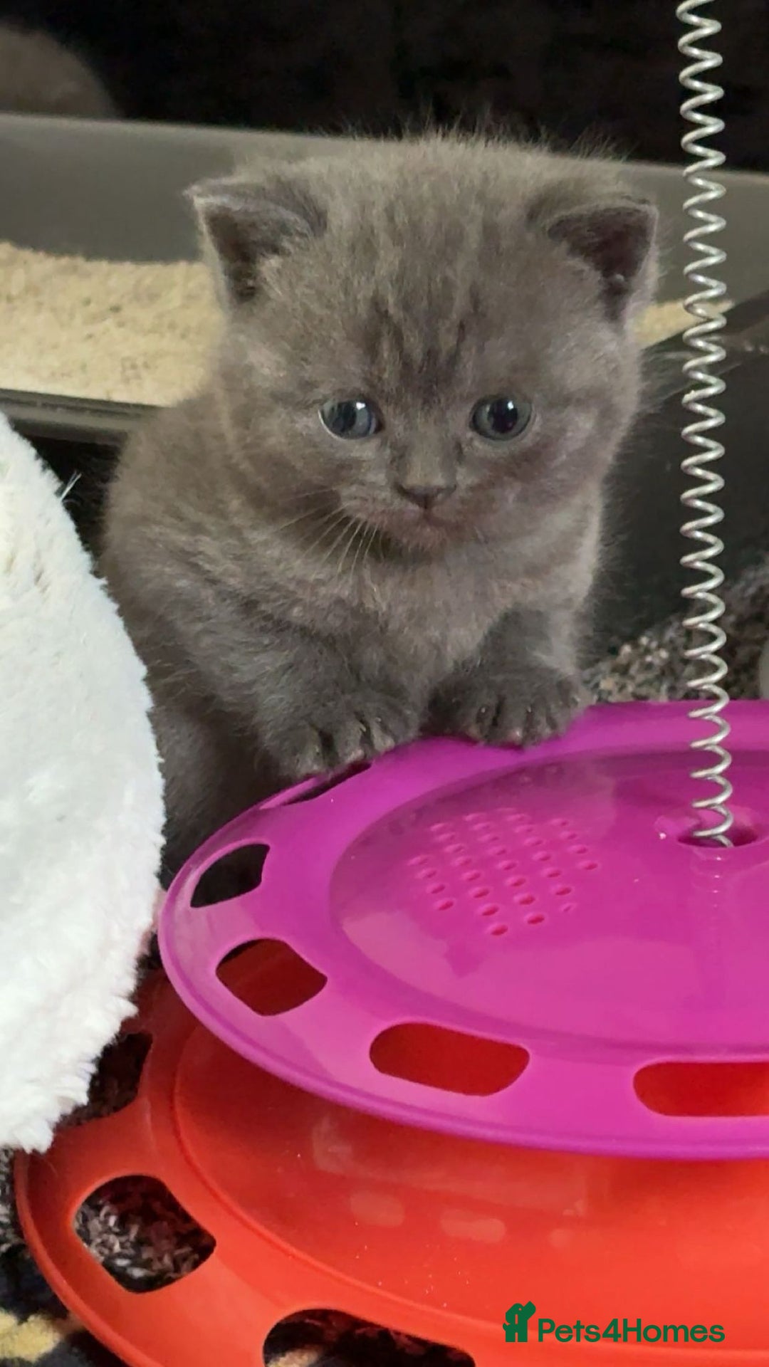 British Shorthair cats for sale: British shorthair  - Image 6