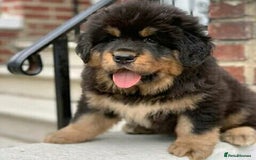 Tibetan Mastiff dogs for sale:  Beautiful Tibetan Mastiff puppies available - Image 2