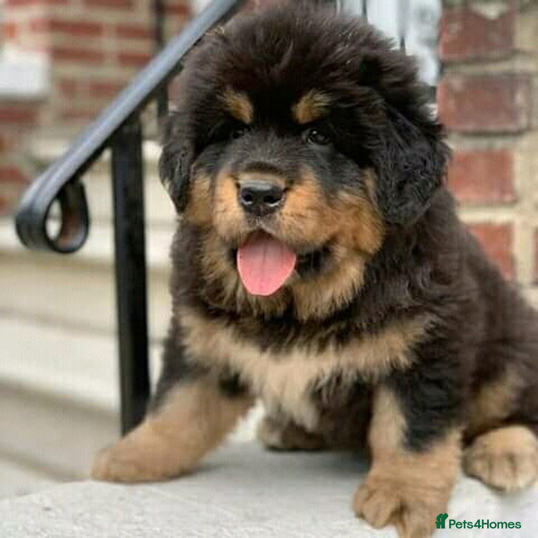 Tibetan Mastiff dogs for sale:  Beautiful Tibetan Mastiff puppies available - Image 2