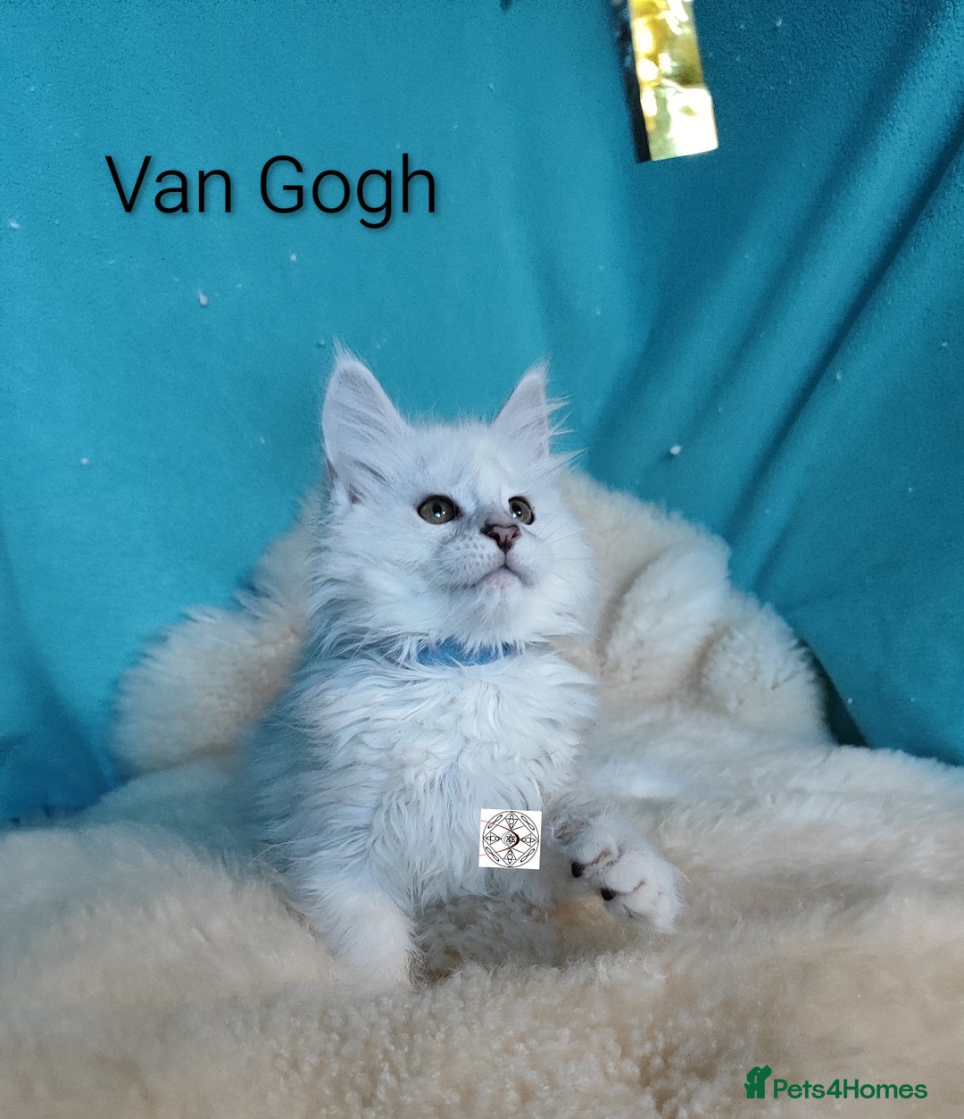 Maine Coon cats for sale: Unique maine coon kittens ❤️ - Advert 21