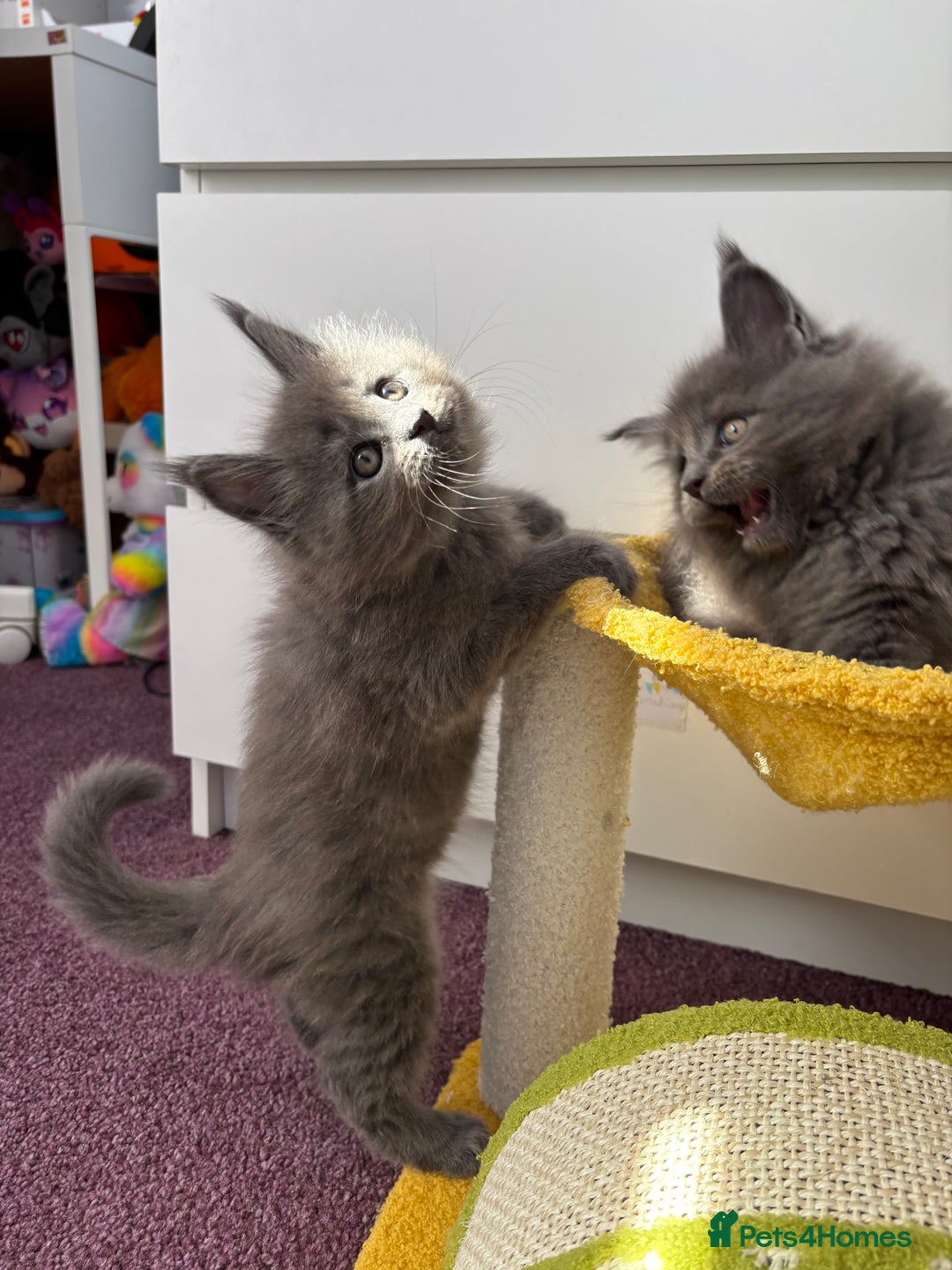 Maine Coon cats for sale: ✨7 Pure Bred Maine Coon Kittens✨ - Image 8