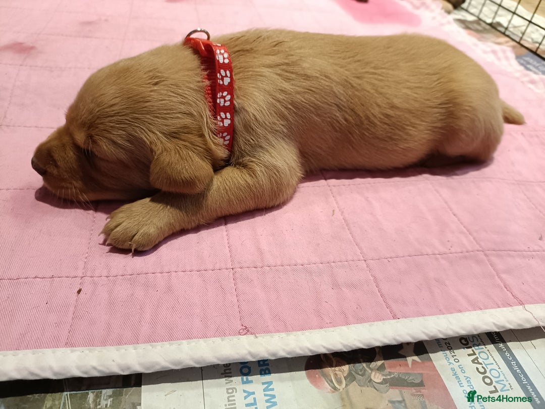 Labrador Retriever dogs for sale: Labrador Puppies  - Image 7