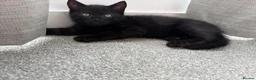 Mixed Breed cats for sale: One little kitten left  - Advert 3