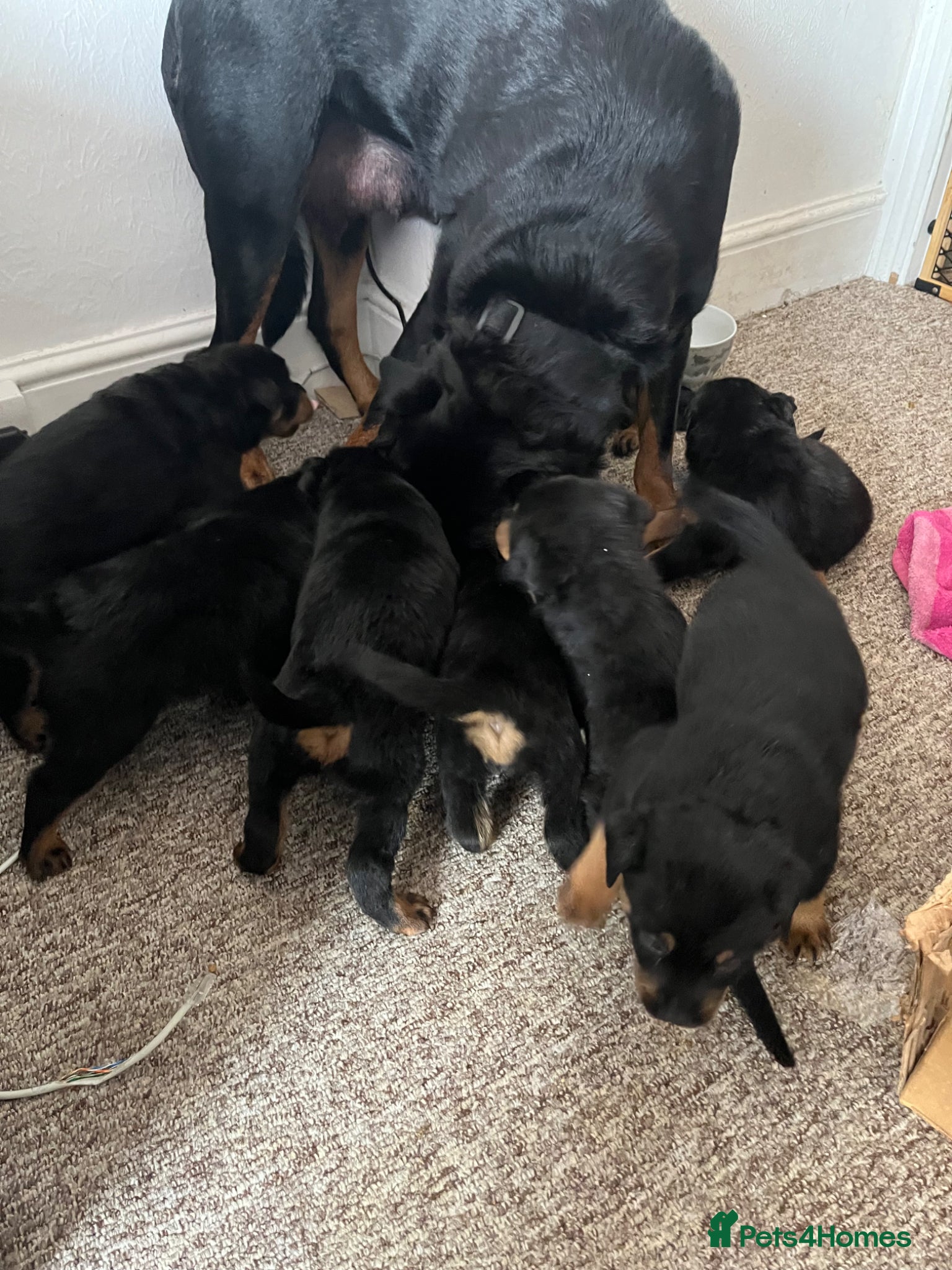 Rottweiler dogs for sale: Beautiful Chucky rottie pups - Advert 5