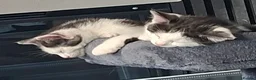 Mixed Breed cats for sale: X kittens - Advert 5