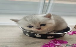 British Shorthair cats for sale: Blue eyed Silver tabby shaded BSH x Russian blue  - Image 17