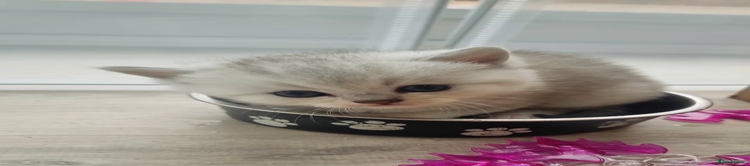 British Shorthair Kitten 1