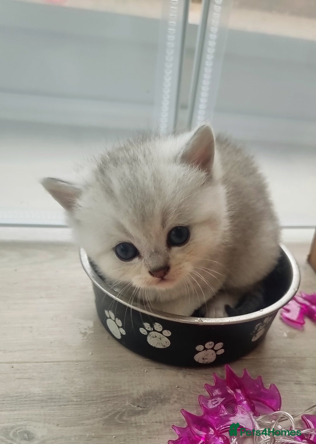 British Shorthair cats for sale: Blue eyed Silver tabby shaded BSH x Russian blue  - Image 17
