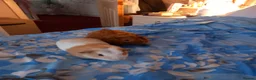 Guinea Pig rodents for sale: Guinea  pigs - Advert 3