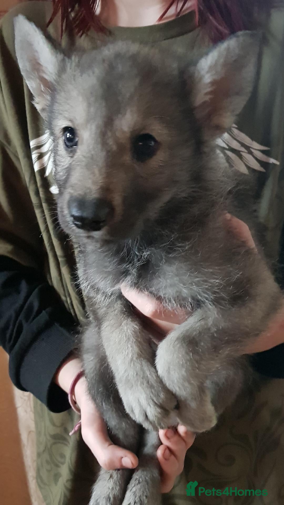 Northern Inuit dogs RARE BREED TAMASKAN Registered and Embarked - Advert 1