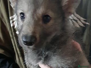 Northern Inuit dogs RARE BREED TAMASKAN Registered and Embarked - Advert 1