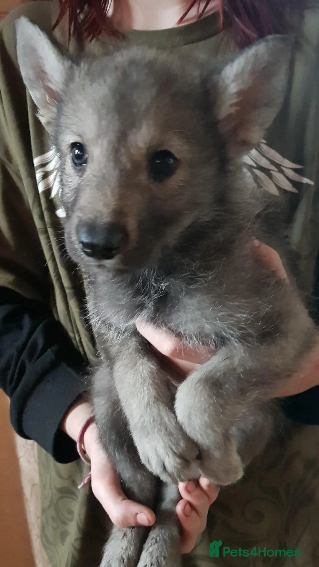 Northern Inuit dogs for sale: RARE BREED TAMASKAN Registered and Embarked - Advert 1