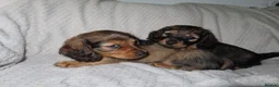 Miniature Dachshund dogs for sale: 2 long haired miniature dachshunds  in Belfast - Advert 3