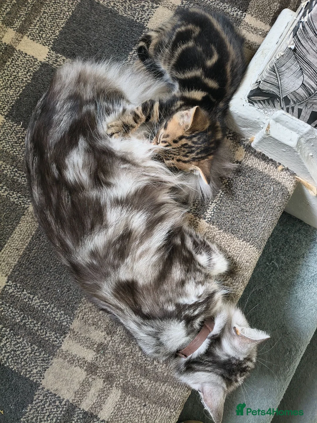 Mixed Breed cats for sale: Gorgeous little boy ready now - Advert 2