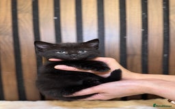 British Shorthair cats for sale: 🎃The Jack Frost Litter–Frost & Pumpkin Whiskers❄️ - Image 35