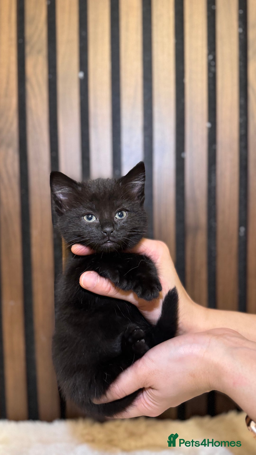 British Shorthair cats for sale: 🎃The Jack Frost Litter–Frost & Pumpkin Whiskers❄️ - Image 35
