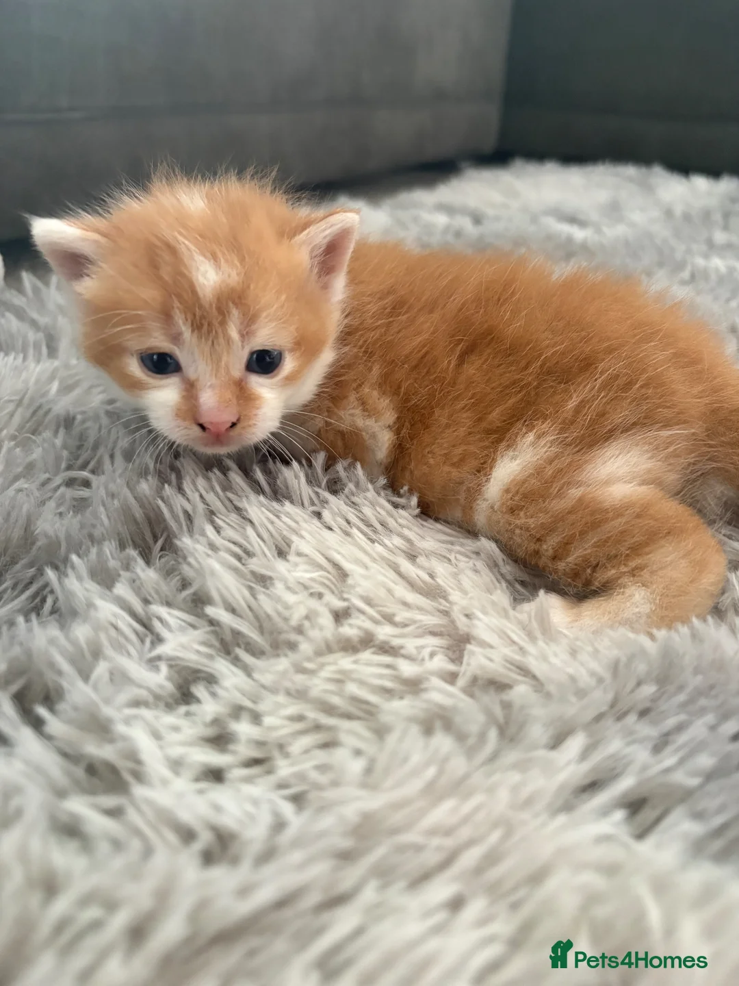 Mixed Breed cats for sale: 4 mixed breed kittens 2 female & 2 male - Advert 29