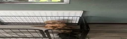 Cockapoo dogs for sale: Beautiful Minature F2B Cockapoos - Advert 7