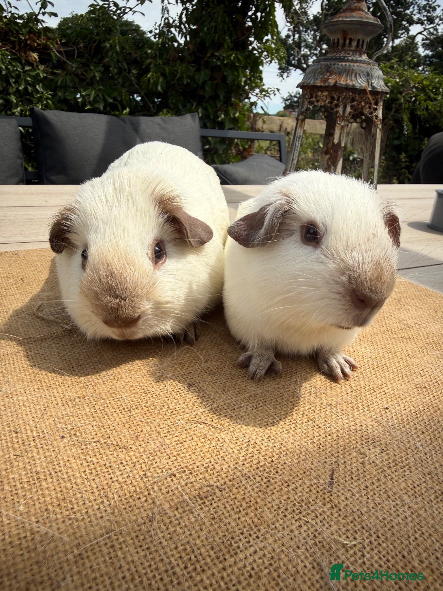 Guinea Pig rodents Pure bred Californian & Swiss guinea pigs  - Advert 10