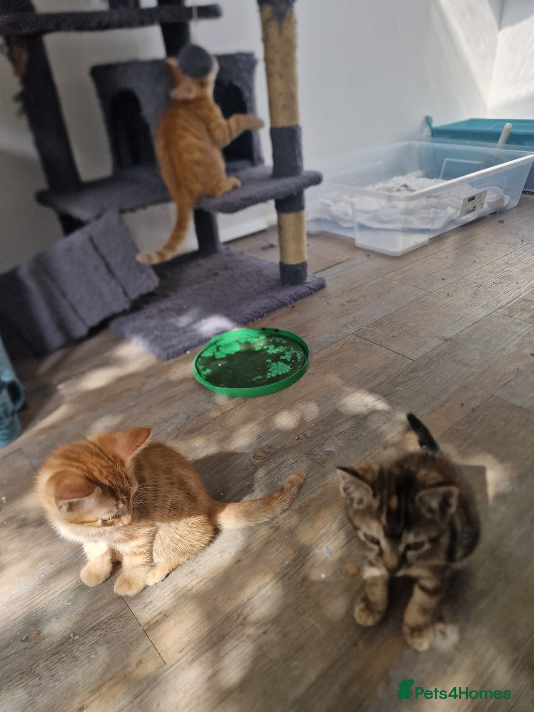 Mixed Breed cats for sale: 2 Ginger Boys, 1 Tabby Girl. Donate to charity - Image 35