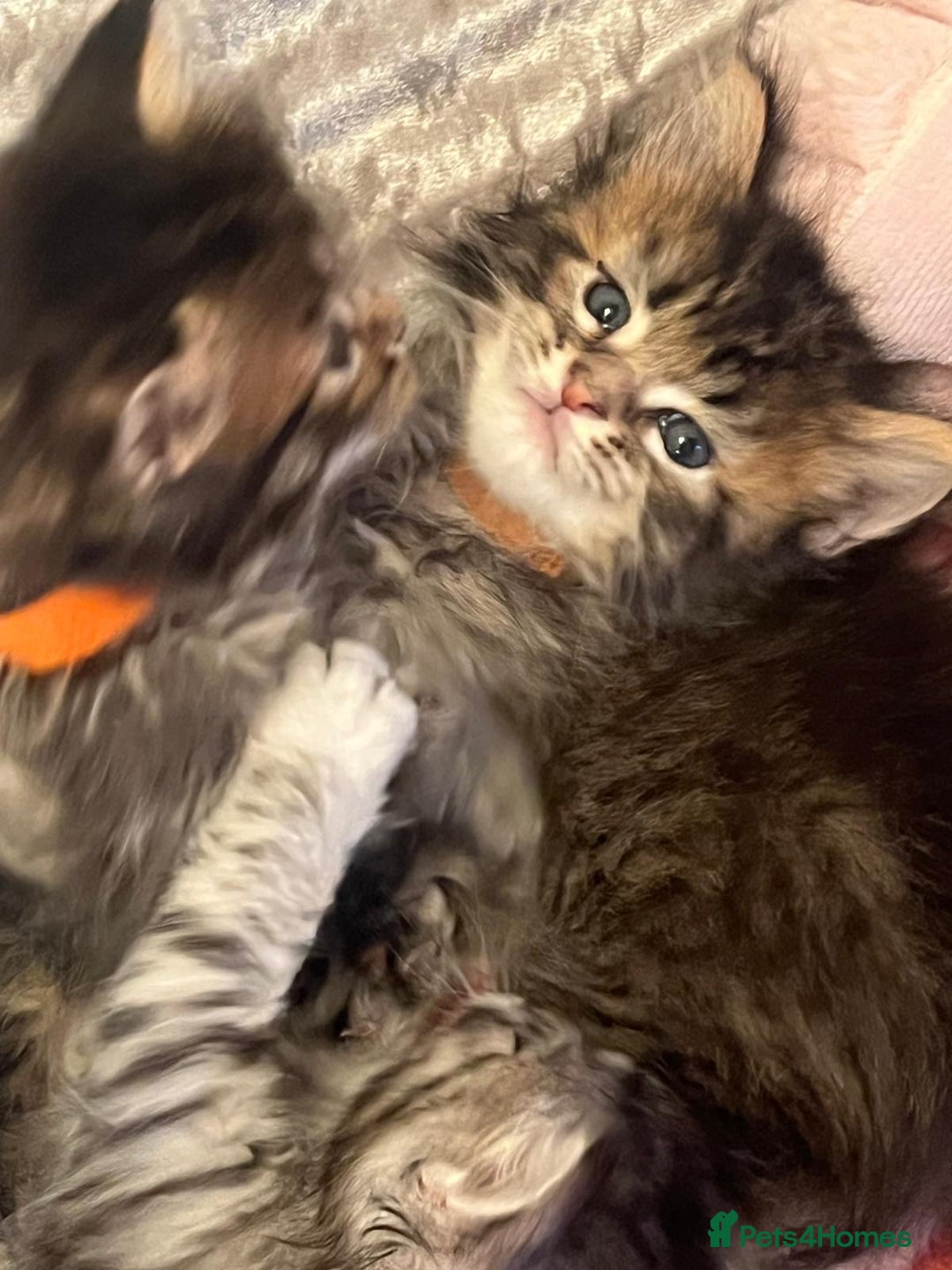 Maine Coon cats for sale: Full breed Mainecoon kittens ready 17th February  - Advert 12