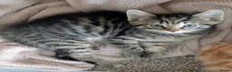 Mixed Breed cats for sale: Gorgeous fluffy tabby kittens! - Advert 16