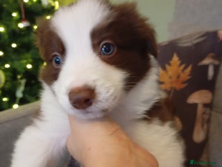 Border Collie dogs Stunning border collie babies - Advert 5