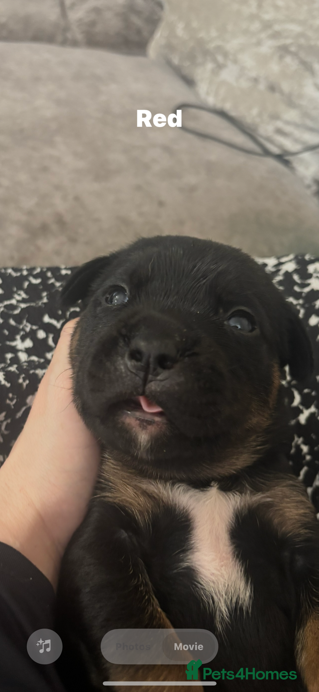 Mixed Breed dogs for sale: My surprise litter - Advert 19